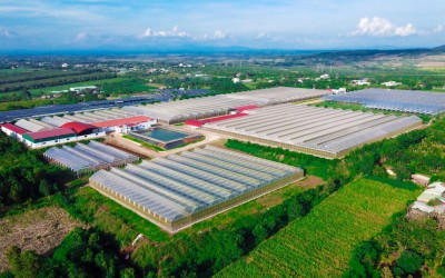 Dự án Thông Đỏ Giai đoạn 4
